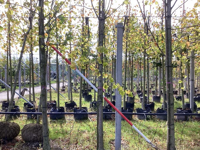 Lindeboom - laanboom (3x) - afbeelding 1 van  3