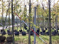 Lindeboom - laanboom (3x) - afbeelding 1 van  3