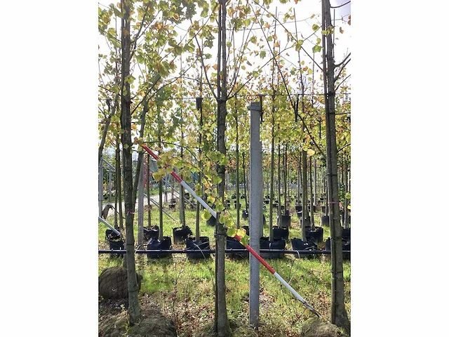 Lindeboom - laanboom (3x) - afbeelding 2 van  3