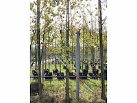 Lindeboom - laanboom (3x) - afbeelding 2 van  3