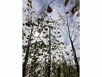 Lindeboom - laanboom (3x) - afbeelding 3 van  3