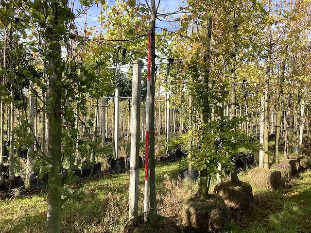 Lindeboom - laanboom - afbeelding 1 van  4