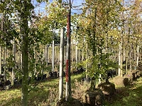 Lindeboom - laanboom - afbeelding 1 van  4