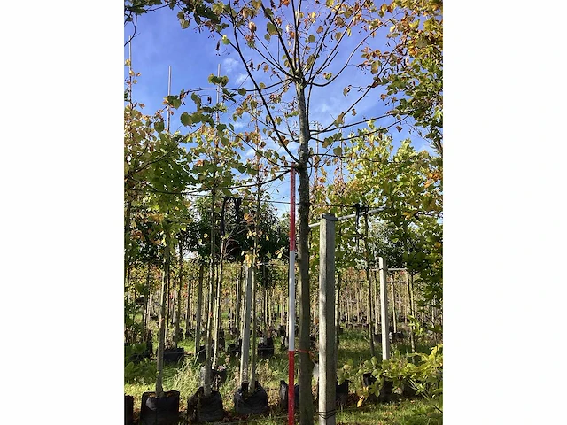 Lindeboom - laanboom - afbeelding 2 van  4