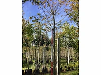 Lindeboom - laanboom - afbeelding 2 van  4