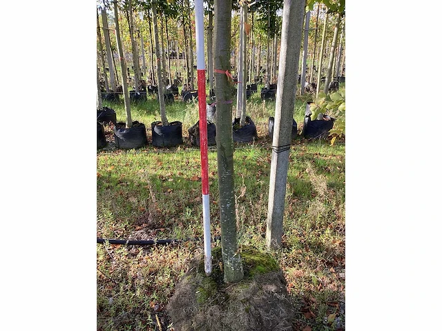 Lindeboom - laanboom - afbeelding 3 van  4