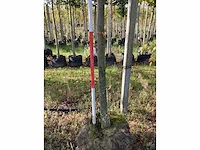 Lindeboom - laanboom - afbeelding 3 van  4