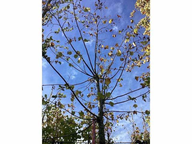Lindeboom - laanboom - afbeelding 4 van  4