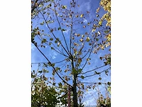 Lindeboom - laanboom - afbeelding 4 van  4