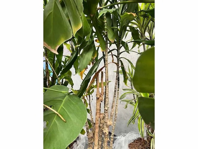 Lune - plant divers met pot (5x) - afbeelding 2 van  18