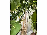 Lune - plant divers met pot (5x) - afbeelding 2 van  18