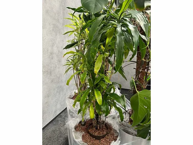 Lune - plant divers met pot (5x) - afbeelding 3 van  18