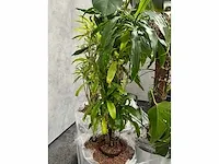 Lune - plant divers met pot (5x) - afbeelding 3 van  18