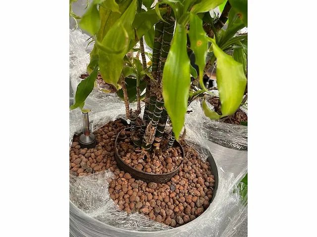 Lune - plant divers met pot (5x) - afbeelding 4 van  18