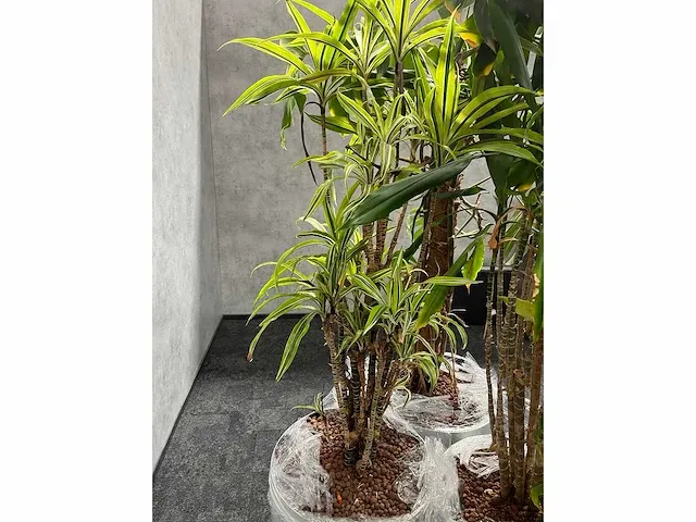 Lune - plant divers met pot (5x) - afbeelding 5 van  18