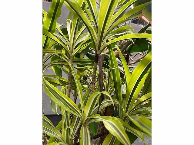 Lune - plant divers met pot (5x) - afbeelding 6 van  18
