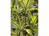 Lune - plant divers met pot (5x) - afbeelding 6 van  18