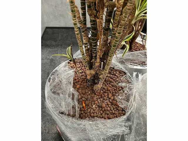 Lune - plant divers met pot (5x) - afbeelding 7 van  18