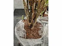 Lune - plant divers met pot (5x) - afbeelding 7 van  18