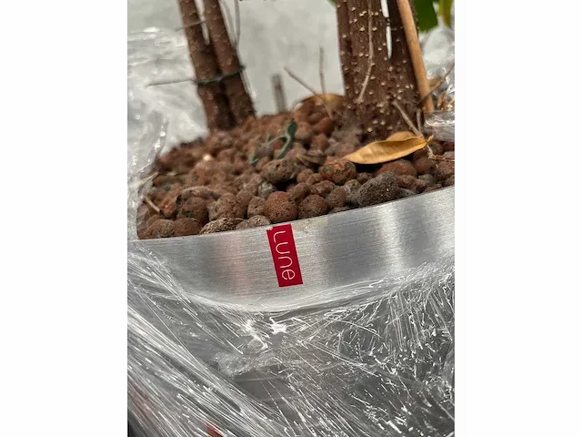 Lune - plant divers met pot (5x) - afbeelding 10 van  18