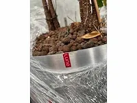 Lune - plant divers met pot (5x) - afbeelding 10 van  18
