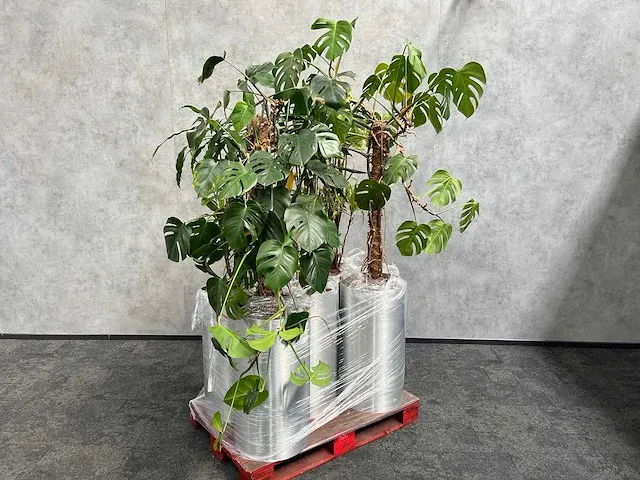 Lune - plant divers met pot (5x) - afbeelding 1 van  18