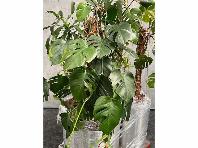 Lune - plant divers met pot (5x) - afbeelding 11 van  18