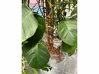 Lune - plant divers met pot (5x) - afbeelding 13 van  18