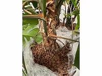 Lune - plant divers met pot (5x) - afbeelding 14 van  18