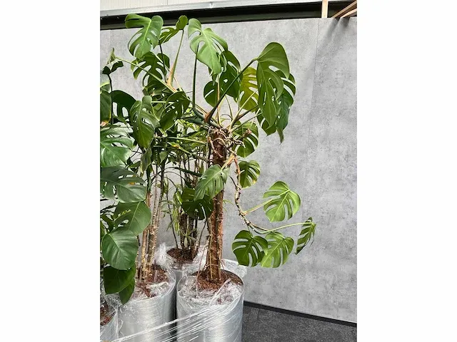 Lune - plant divers met pot (5x) - afbeelding 15 van  18