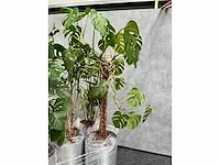 Lune - plant divers met pot (5x) - afbeelding 15 van  18
