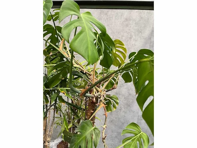 Lune - plant divers met pot (5x) - afbeelding 16 van  18