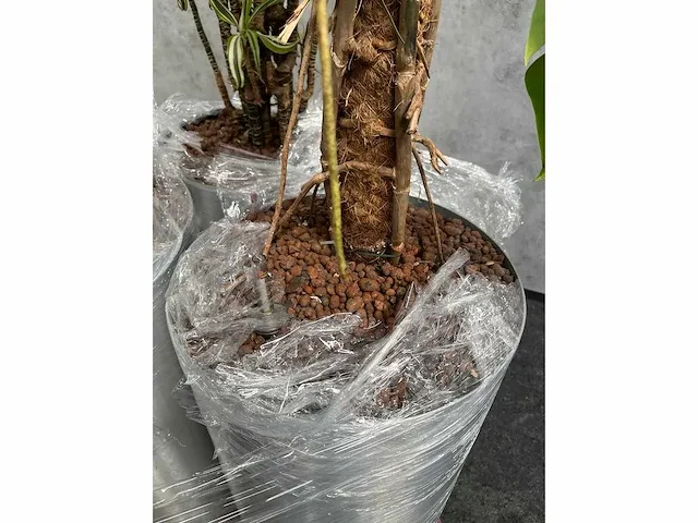 Lune - plant divers met pot (5x) - afbeelding 18 van  18
