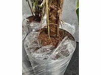 Lune - plant divers met pot (5x) - afbeelding 18 van  18