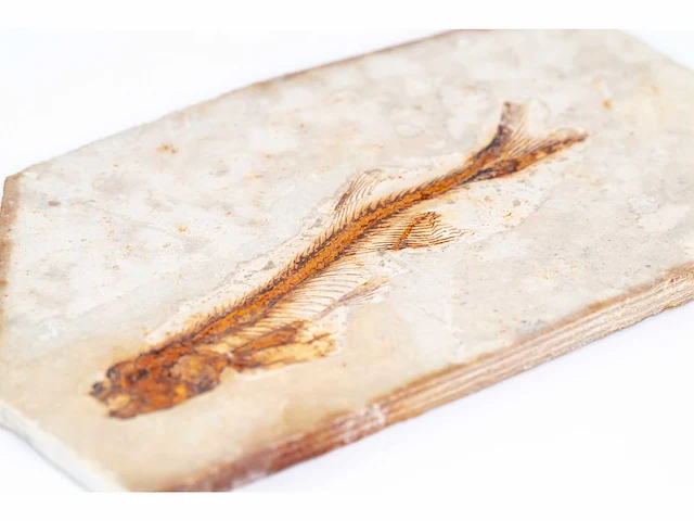 Lycoptera davidi fossiel (krijt - 125 mil jaar) fossielen collectie - afbeelding 2 van  17