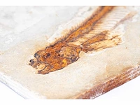 Lycoptera davidi fossiel (krijt - 125 mil jaar) fossielen collectie - afbeelding 3 van  17
