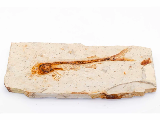 Lycoptera davidi fossiel (krijt - 125 mil jaar) fossielen collectie - afbeelding 4 van  17