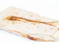 Lycoptera davidi fossiel (krijt - 125 mil jaar) fossielen collectie - afbeelding 5 van  17