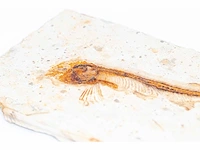 Lycoptera davidi fossiel (krijt - 125 mil jaar) fossielen collectie - afbeelding 6 van  17