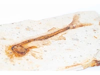 Lycoptera davidi fossiel (krijt - 125 mil jaar) fossielen collectie - afbeelding 9 van  17