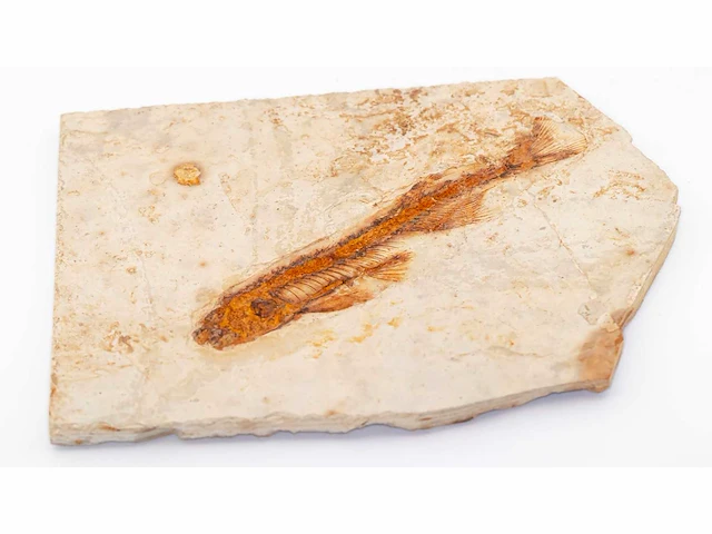 Lycoptera davidi fossiel (krijt - 125 mil jaar) fossielen collectie - afbeelding 1 van  17