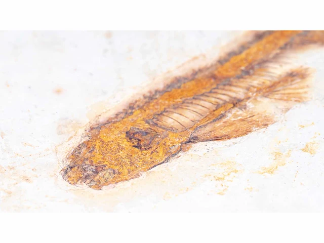Lycoptera davidi fossiel (krijt - 125 mil jaar) fossielen collectie - afbeelding 10 van  17