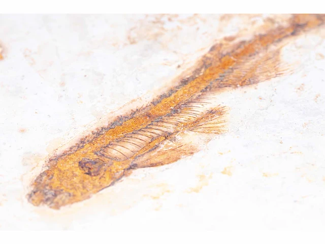 Lycoptera davidi fossiel (krijt - 125 mil jaar) fossielen collectie - afbeelding 11 van  17
