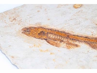 Lycoptera davidi fossiel (krijt - 125 mil jaar) fossielen collectie - afbeelding 12 van  17