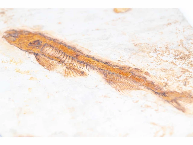 Lycoptera davidi fossiel (krijt - 125 mil jaar) fossielen collectie - afbeelding 13 van  17