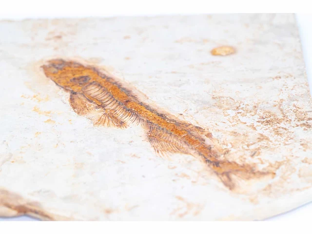 Lycoptera davidi fossiel (krijt - 125 mil jaar) fossielen collectie - afbeelding 14 van  17