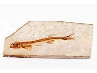 Lycoptera davidi fossiel (krijt - 125 mil jaar) fossielen collectie - afbeelding 15 van  17