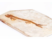 Lycoptera davidi fossiel (krijt - 125 mil jaar) fossielen collectie - afbeelding 16 van  17