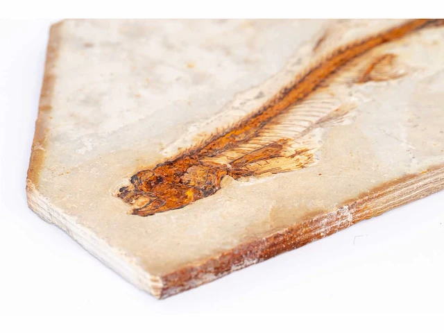 Lycoptera davidi fossiel (krijt - 125 mil jaar) fossielen collectie - afbeelding 17 van  17