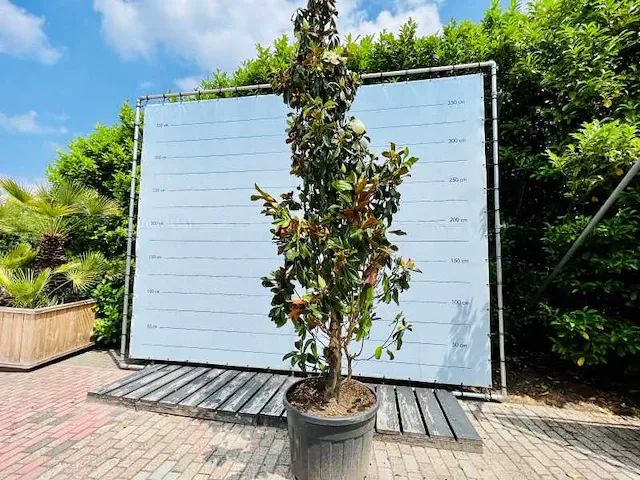 Magnolia grandiflora 400cm - afbeelding 1 van  1